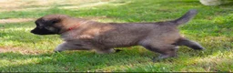 Pastore Belga cani in vendita: Vendita cuccioli pastore belga tervueren a Provincia di Brescia - Annuncio 2