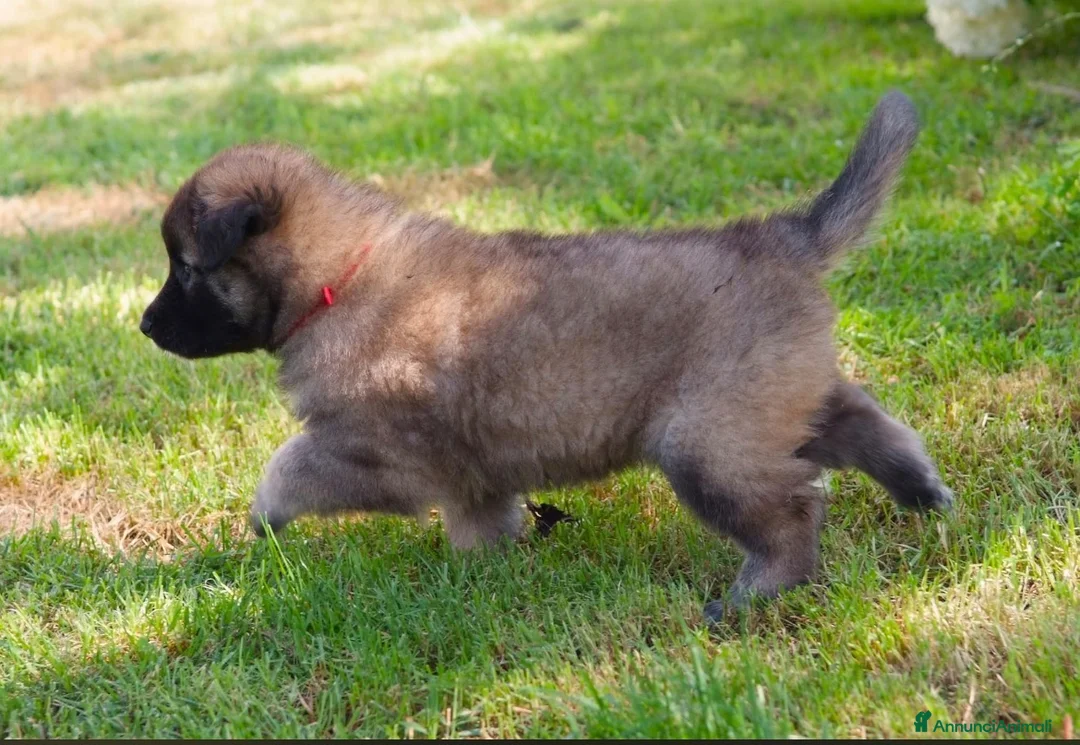 Pastore Belga cani in vendita: Vendita cuccioli pastore belga tervueren a Provincia di Brescia - Annuncio 2