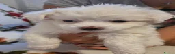 Maltese cani in vendita: Cucciolo Maltese - Annuncio 3