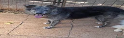 Meticcio cani in regalo: 10 mesi, 18 chili, morbido dolce GREY  - Annuncio 6