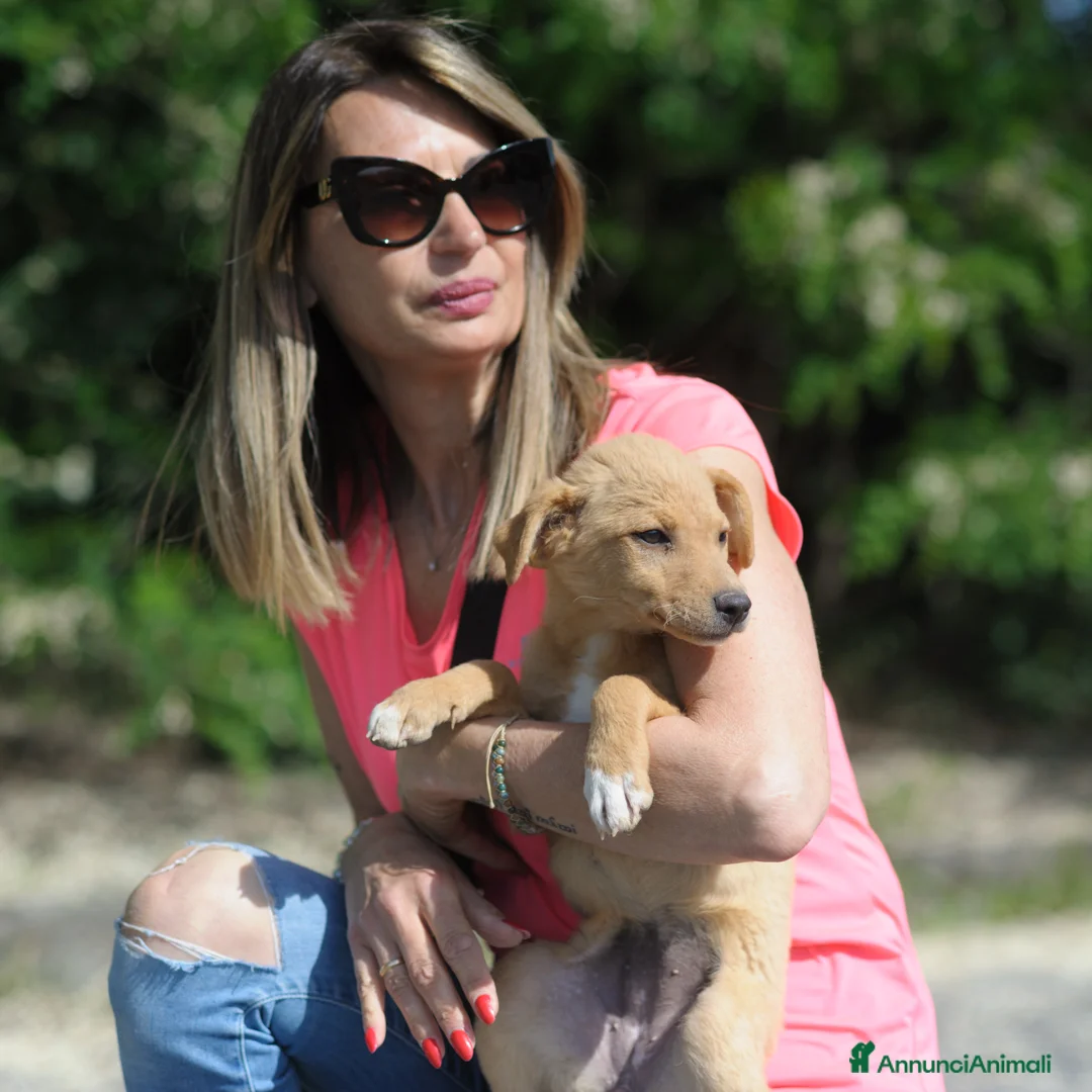 Meticcio cani in regalo: LUNA   - Annuncio 2