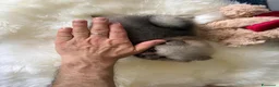 Volpino Pomerania cani in vendita: Cuccioli di Pomerania - Annuncio 5