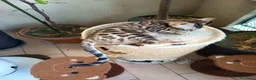 Bengala gatti in vendita: laun splendore cucciola Bengala 🥰  - Annuncio 29