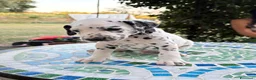 Dalmata cani in vendita: Cuccioli di Dalmata - Annuncio 11