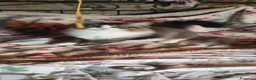 Siberiano gatti in vendita: Siberiano maschio - Annuncio 4