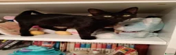 Meticcio gatti in regalo: GATTINI NERI DOLCISSIMI - Annuncio 15