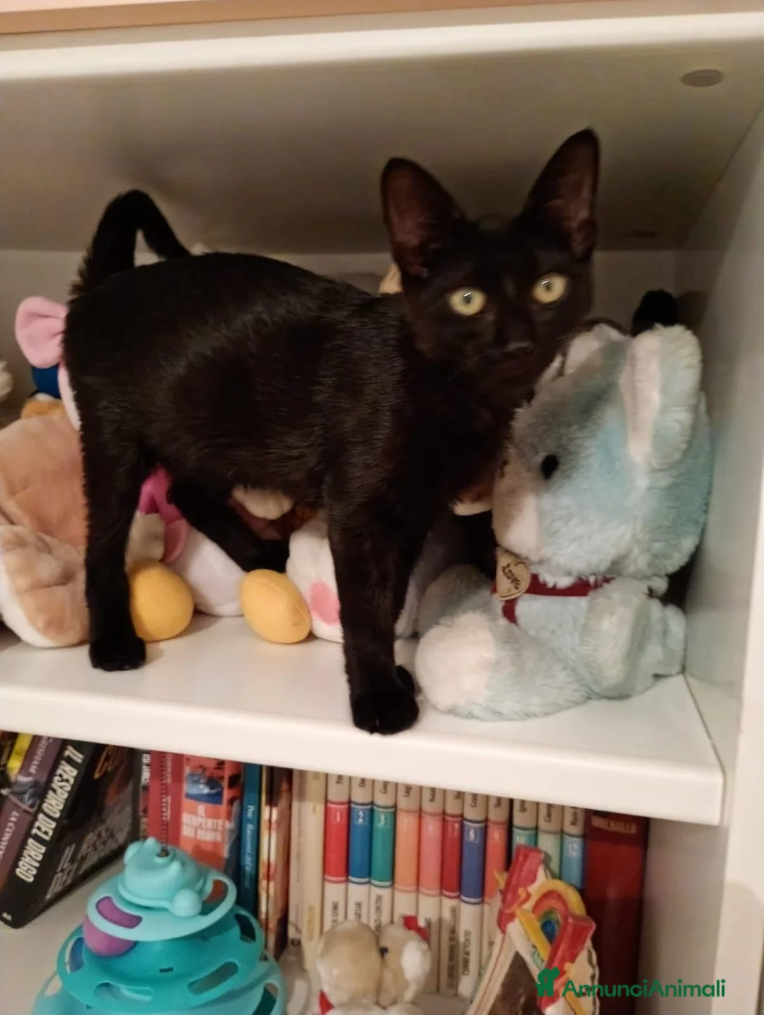 Meticcio gatti in regalo: GATTINI NERI DOLCISSIMI - Annuncio 15