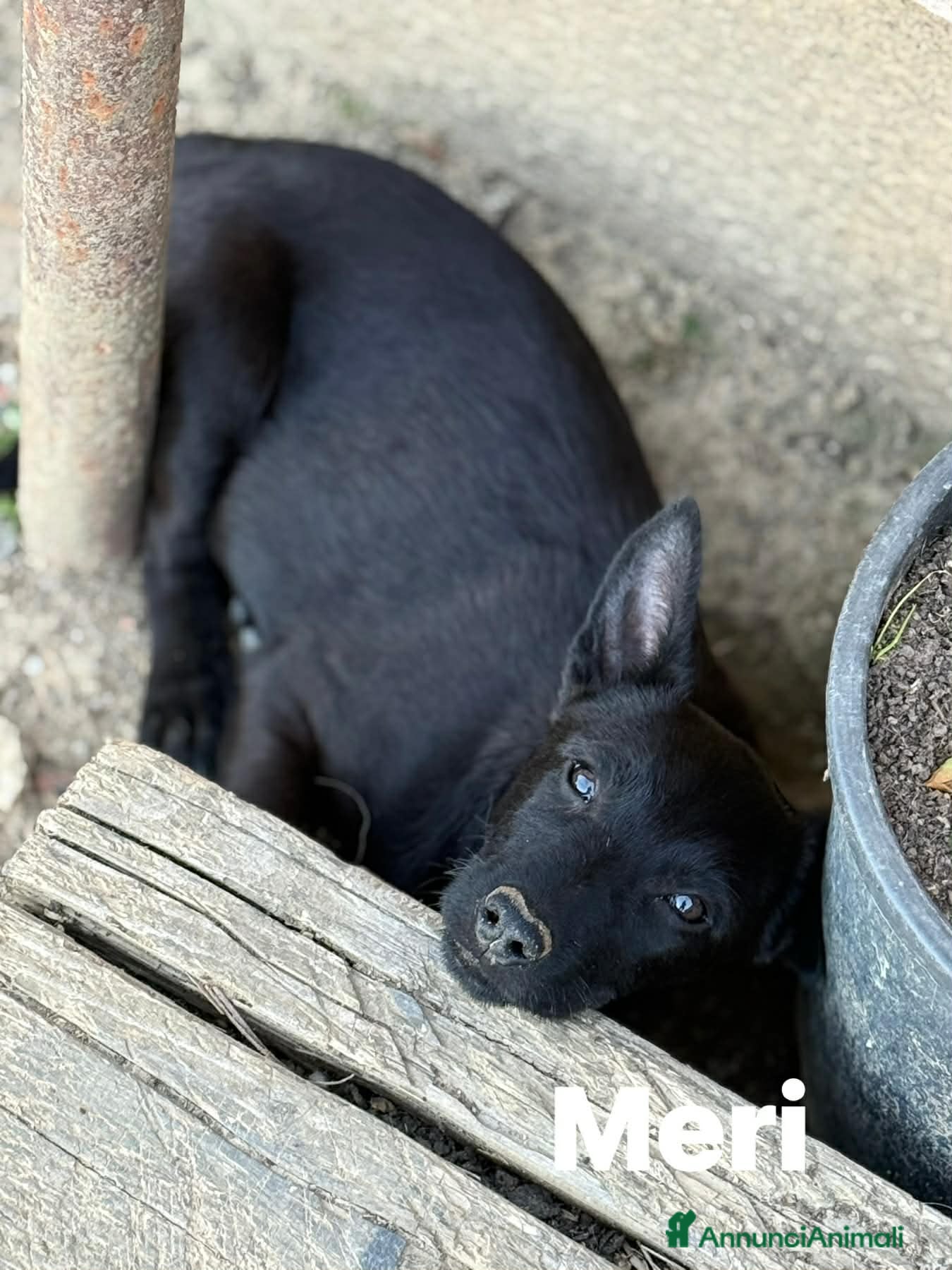 Meticcio cani in regalo: 3 dolci CUCCIOLI total black! Bellissimi - Annuncio 1