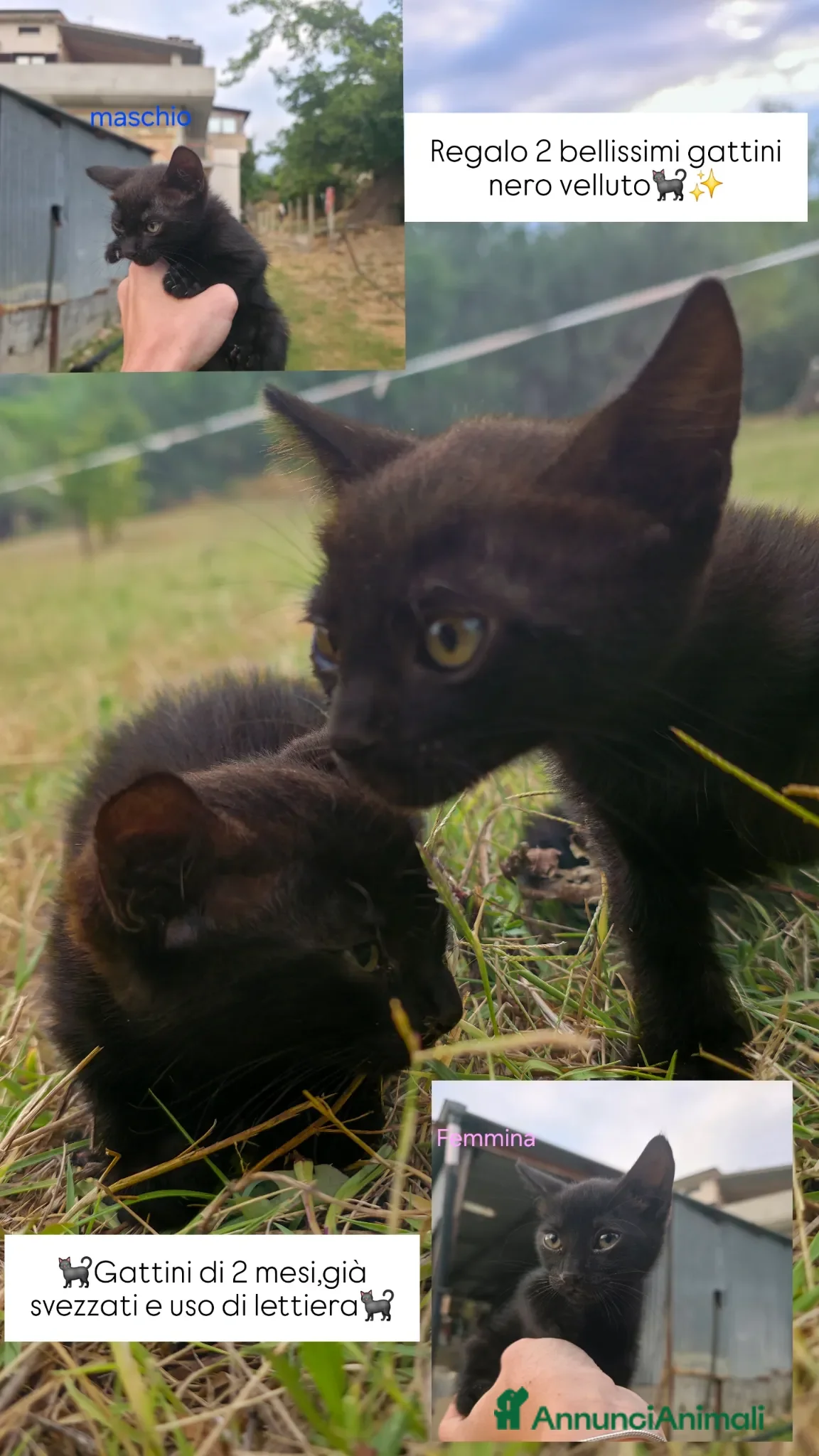 Meticcio gatti Regalo dolcissimi gattini nero velluto - Annuncio 2