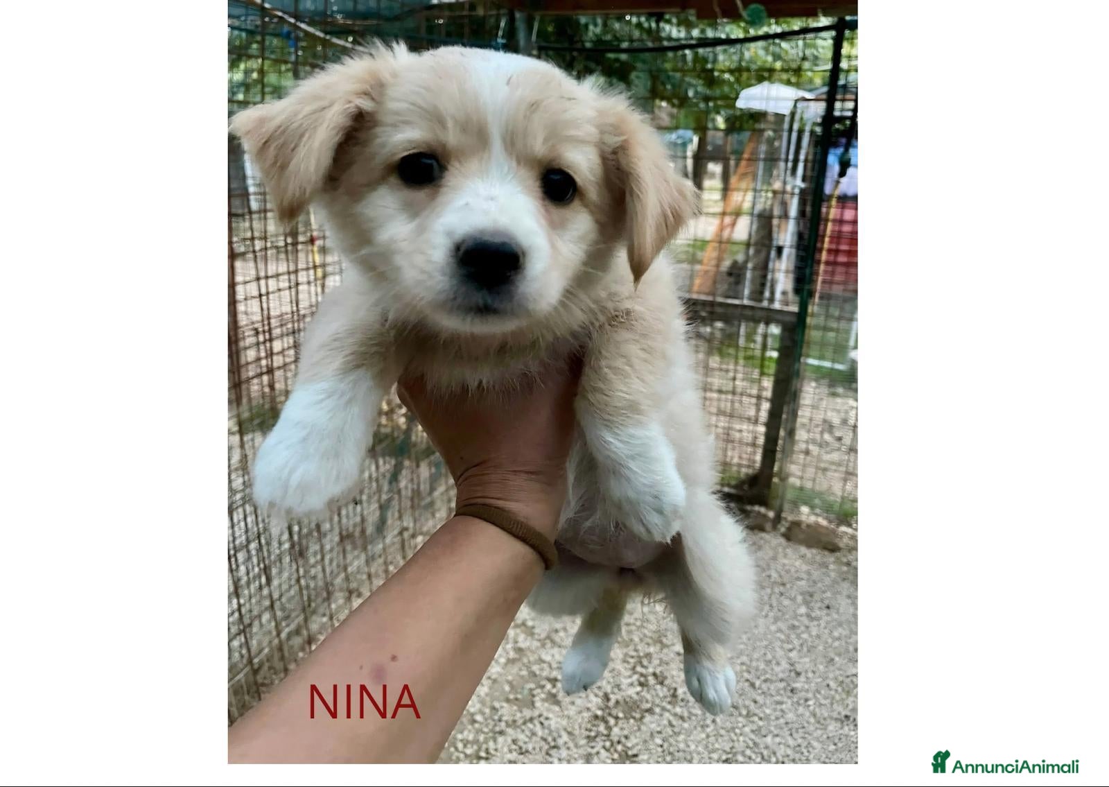Meticcio cani LA PICCOLA NINA - Annuncio 11