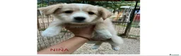 Meticcio cani in regalo: LA PICCOLA NINA - Annuncio 1