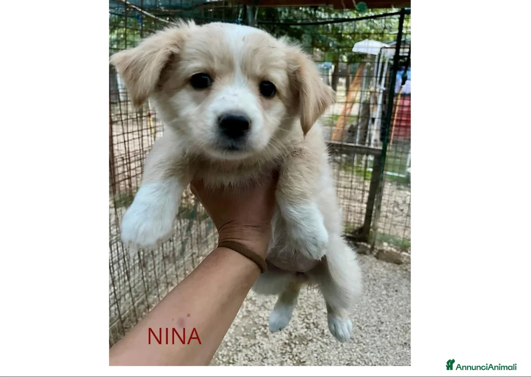 Meticcio cani in regalo: LA PICCOLA NINA - Annuncio 1