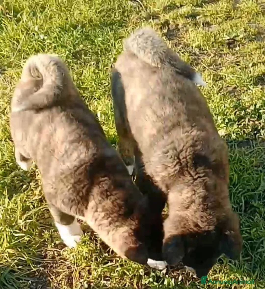 Akita Americano cani in vendita: AKITA AMERICANO  - Annuncio 6