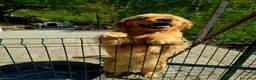 Golden Retriever cani in vendita: Golden retriever 100% americano - Annuncio 3
