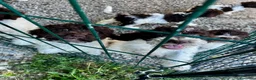 Lagotto cani in vendita: Cuccioli di lagotto  a Provincia di Piacenza - Annuncio 9
