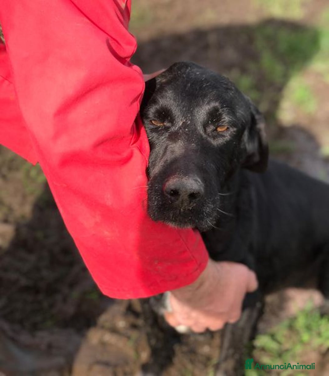 Meticcio cani in regalo: Santo, il suo nome lo descrive in pieno a Provincia di Latina - Annuncio 7