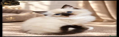 Ragdoll 8
