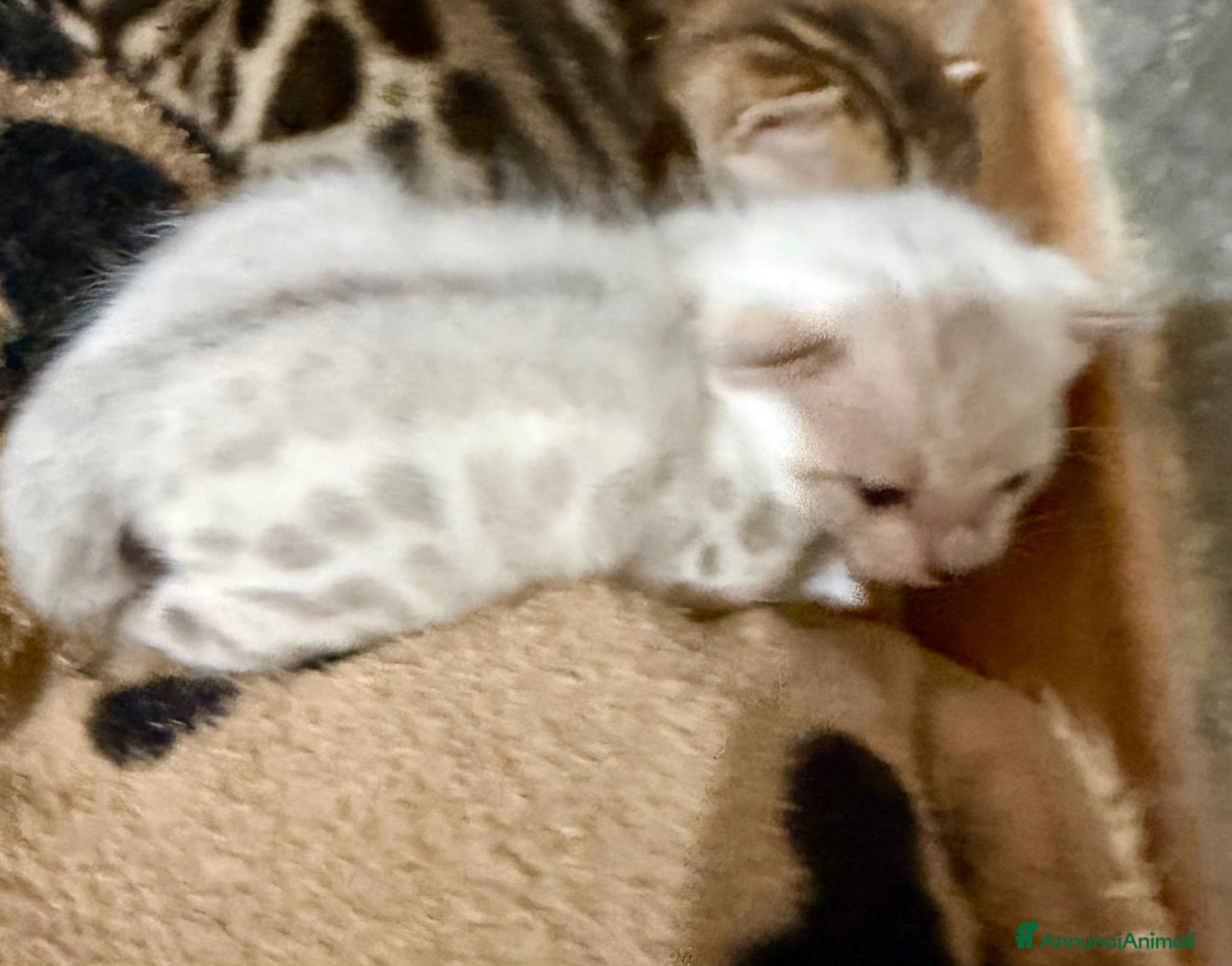 Bengala gatti gatto bengala  - Annuncio 11