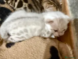 Bengala gatti gatto bengala - Annuncio 11