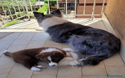 Border Collie cani in vendita: CUCCIOLO MARRONE BORDER COLLIE  a Città metropolitana di Roma Capitale - Immagine 11