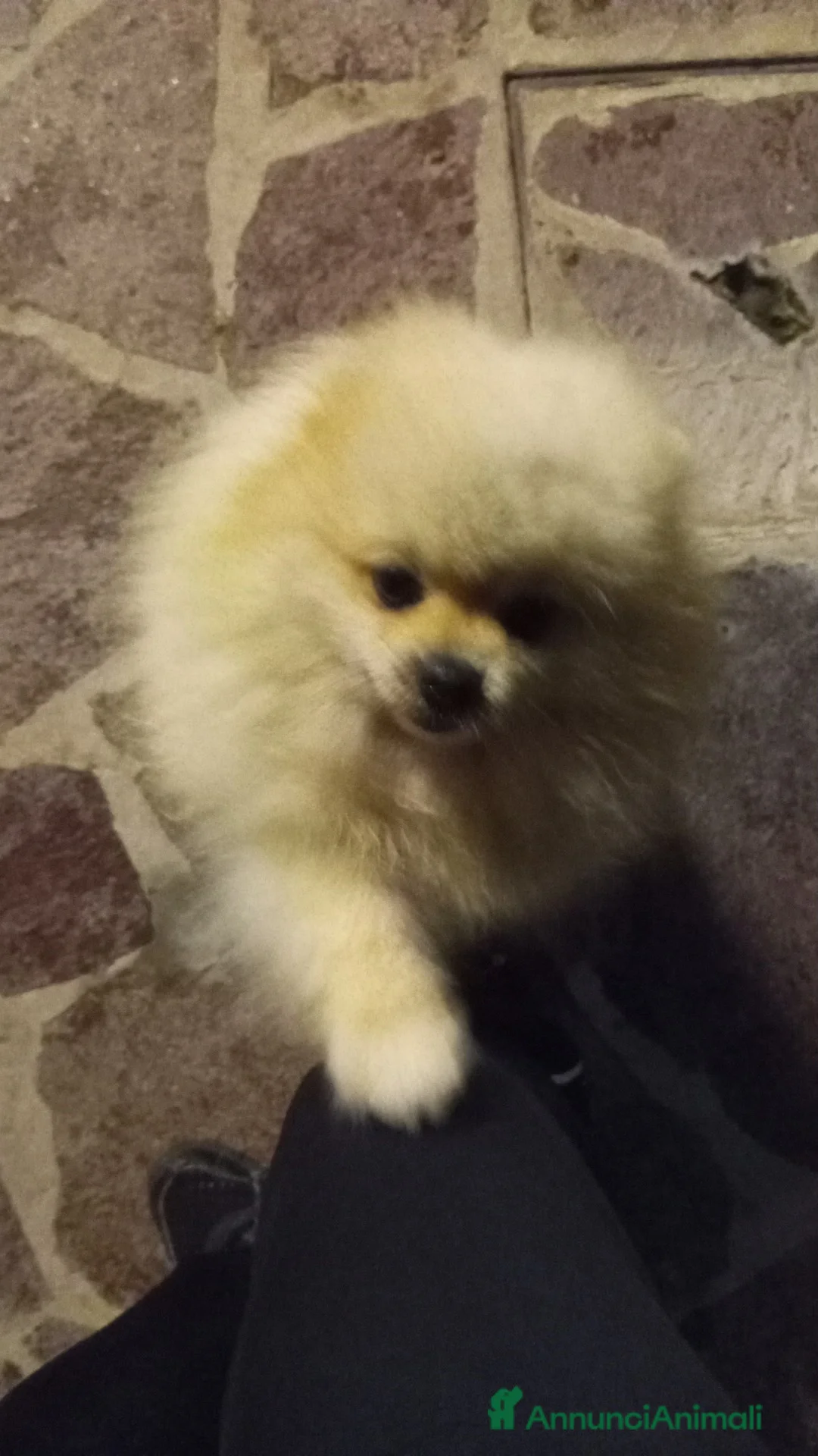 Volpino Pomerania cani in vendita: Pomerania Teddy bear mini - Annuncio 4