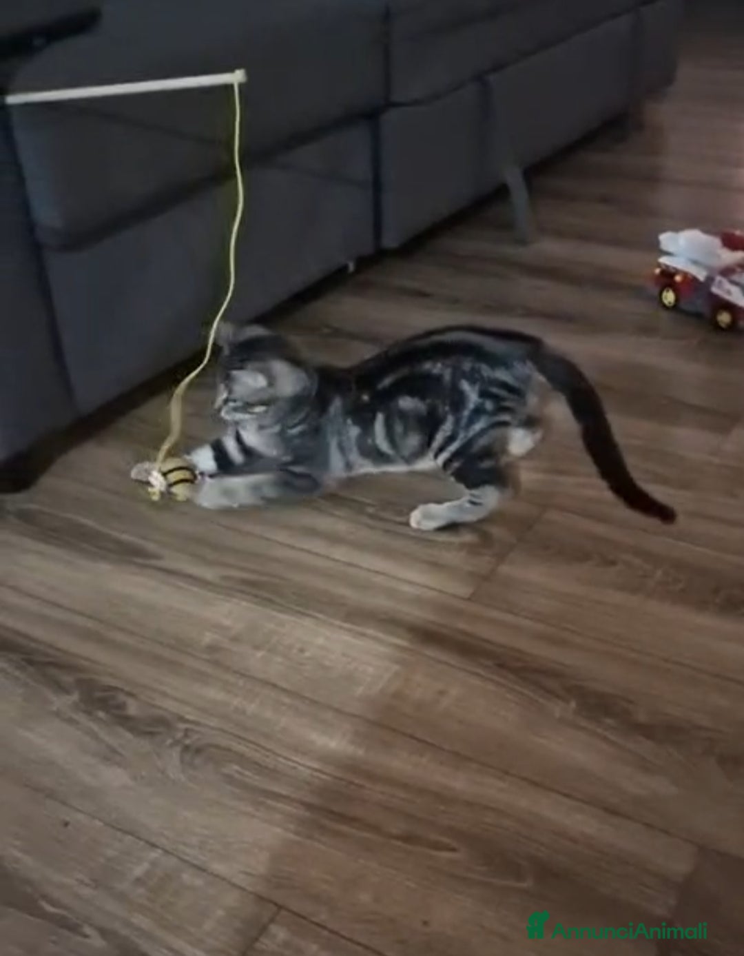 Altre razze gatti in regalo: GATITNI TENERI - Annuncio 4