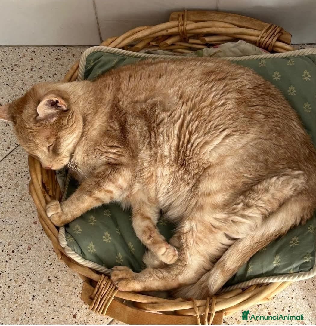 Meticcio gatti ADOZ.DEL:deve lasciare casa,papà anziano!Anchelui  - Annuncio 3