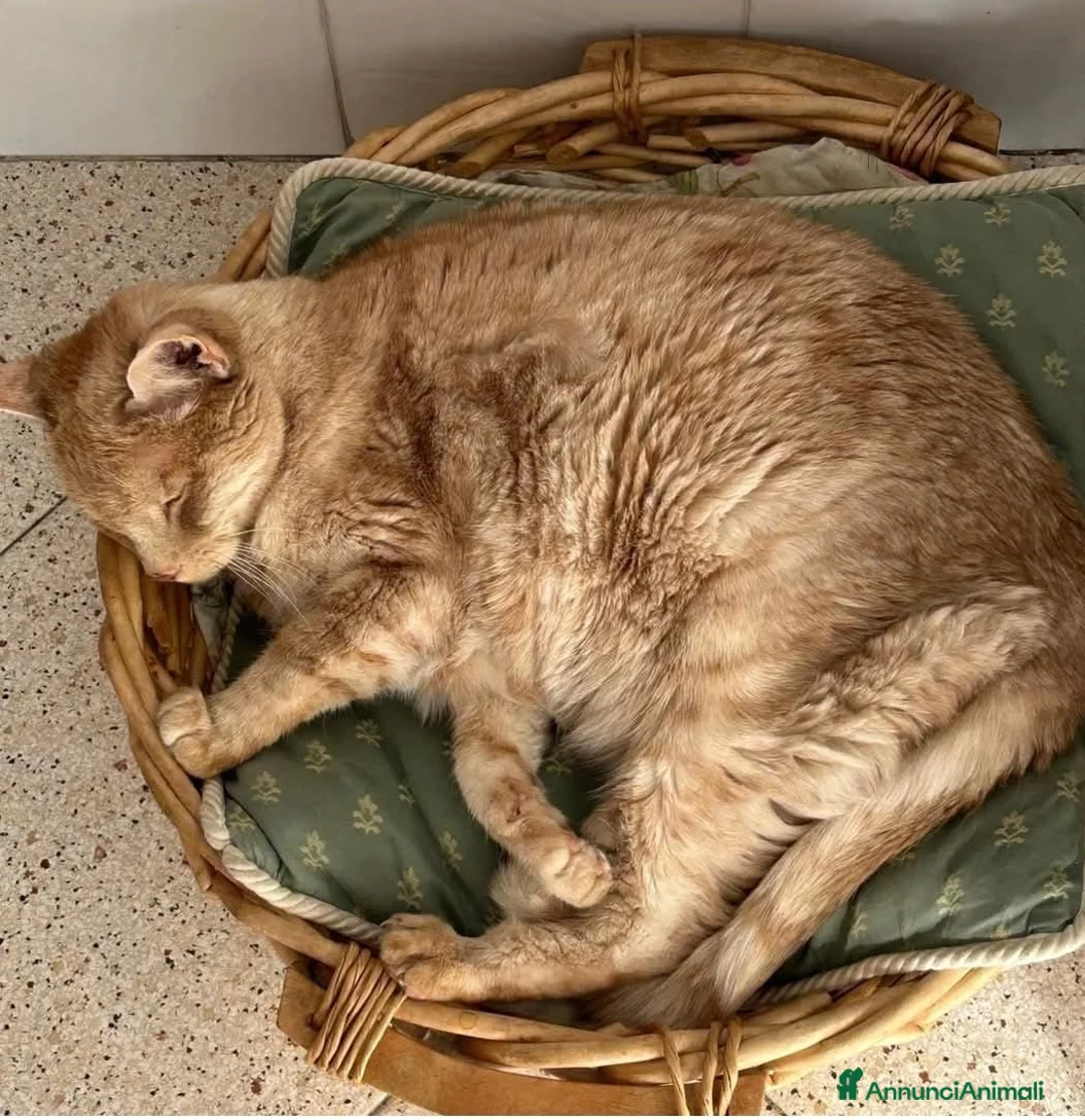 Meticcio gatti in regalo: ADOZ.DEL:deve lasciare casa,papà anziano!Anchelui  - Annuncio 1