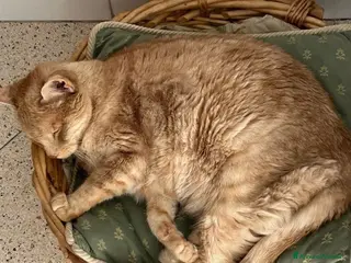 Meticcio gatti ADOZ.DEL:deve lasciare casa,papà anziano!Anchelui - Annuncio 3