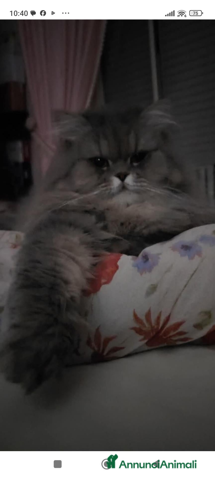 Persiano gatti Gattina persiana normotipo  - Annuncio 10