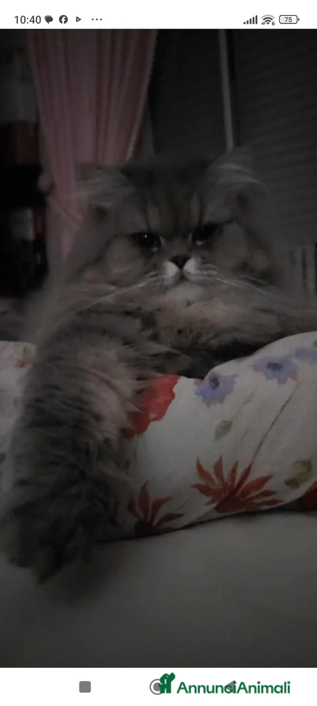 Persiano gatti in vendita: Gattina persiana normotipo  - Annuncio 1