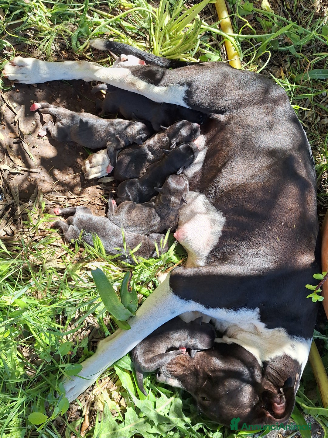 American Staffordshire cani in vendita: Annuncio URGENTE vendo cuccioli di AMSTAFF a Città metropolitana di Roma Capitale - Immagine 11