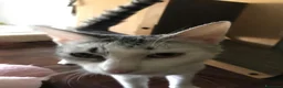 Meticcio gatti in regalo: Viola e Ciambella bellissime micine cercano casa! - Annuncio 3