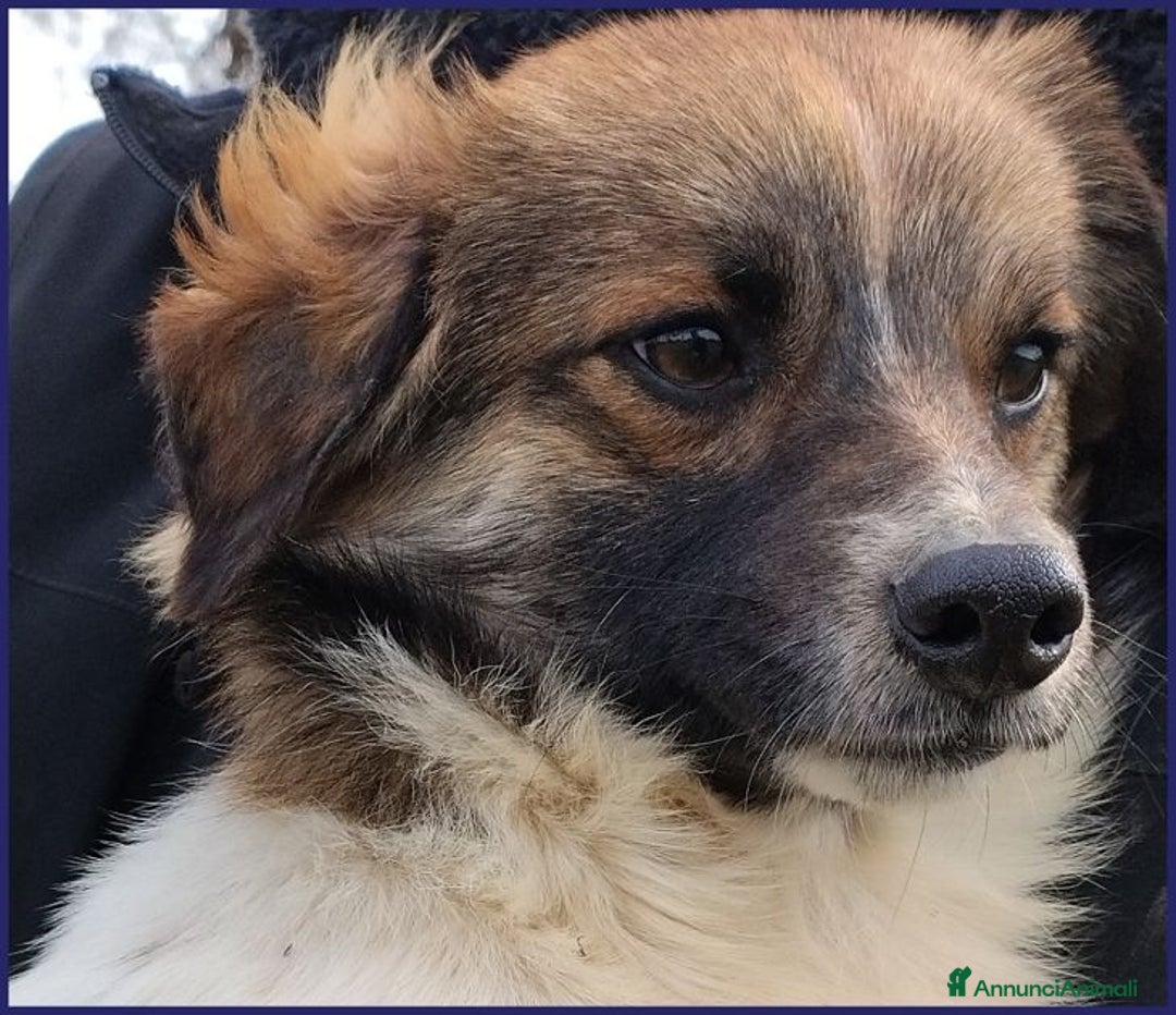 Meticcio cani in regalo: Metzcal tg piccola vuole le coccole - Annuncio 1