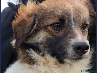 Meticcio cani Metzcal tg piccola vuole le coccole - Annuncio 1