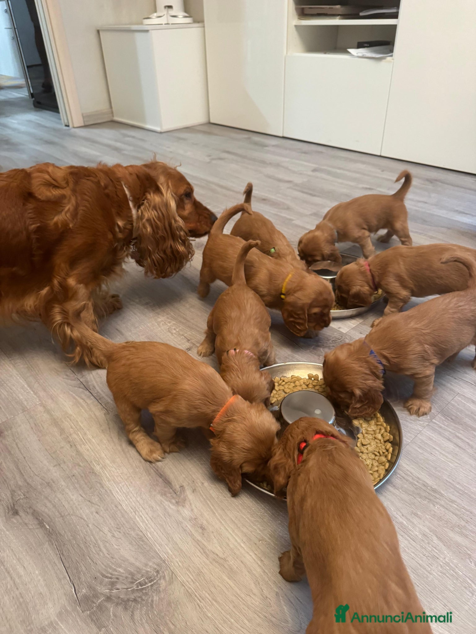 Cocker cani in vendita: Cuccioli Cocker Spaniel fulvi - da luglio 2026 - Annuncio 6