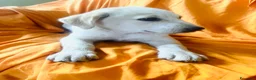 Meticcio cani in regalo: Cucciola 3 mesi femmina taglia media - Annuncio 5