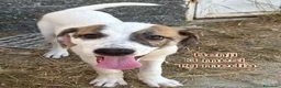 Meticcio cani in regalo: Troppi cuccioli soli in rifugio  a Provincia di Verona - Annuncio 8