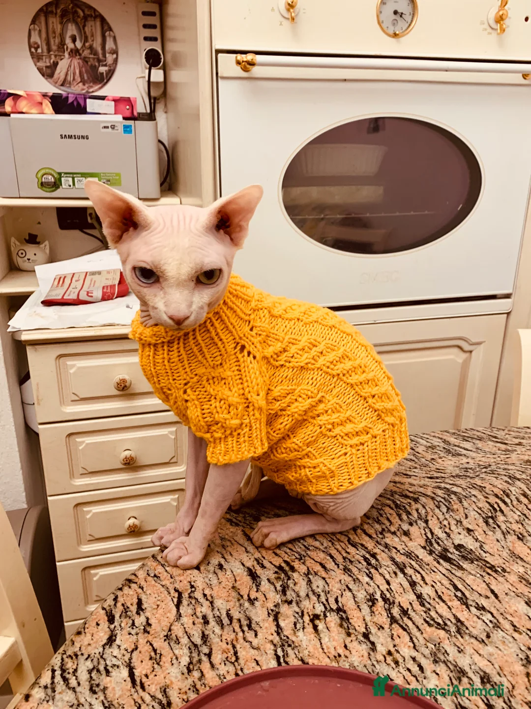 Sphynx gatti per accoppiamento: Sphynx per accoppiamento, maschio - Annuncio 2