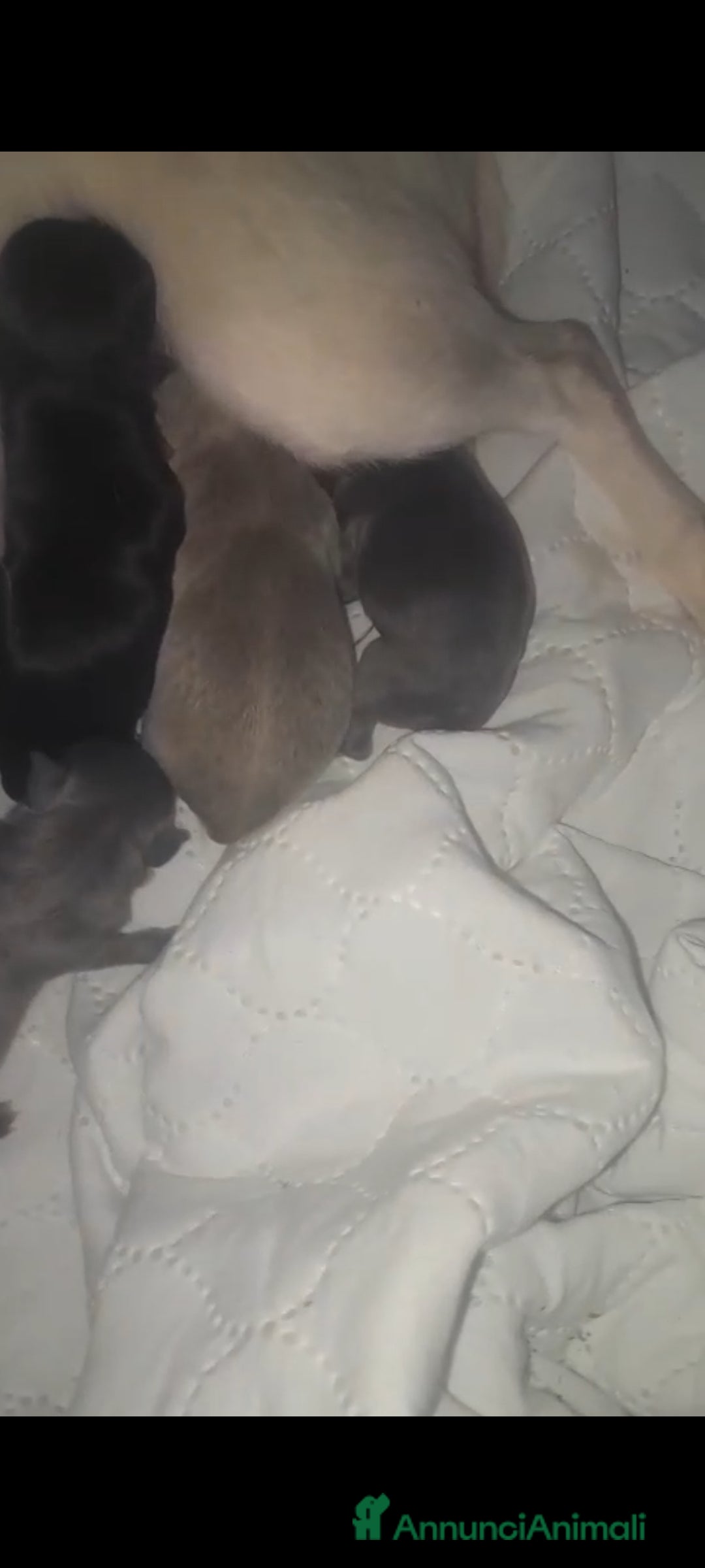 Chihuahua cani in vendita: Cuccioli di  chihuahua  a Città Metropolitana di Torino - Immagine 9