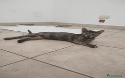 Europeo gatti in regalo: Gattina 3 mesi cerca casa - Immagine 2