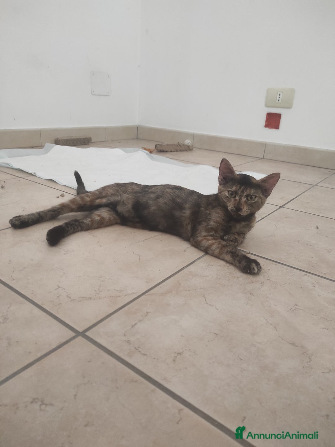 Europeo gatti in regalo: Gattina 3 mesi cerca casa - Immagine 2