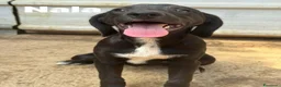 Meticcio cani in regalo: I 3 CUCCIOLI più dolci del mondo!  - Annuncio 5