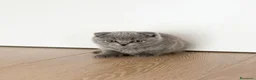 Scottish gatti in vendita: Cucciole di Scottish Fold e Straight a Provincia di Padova - Annuncio 2
