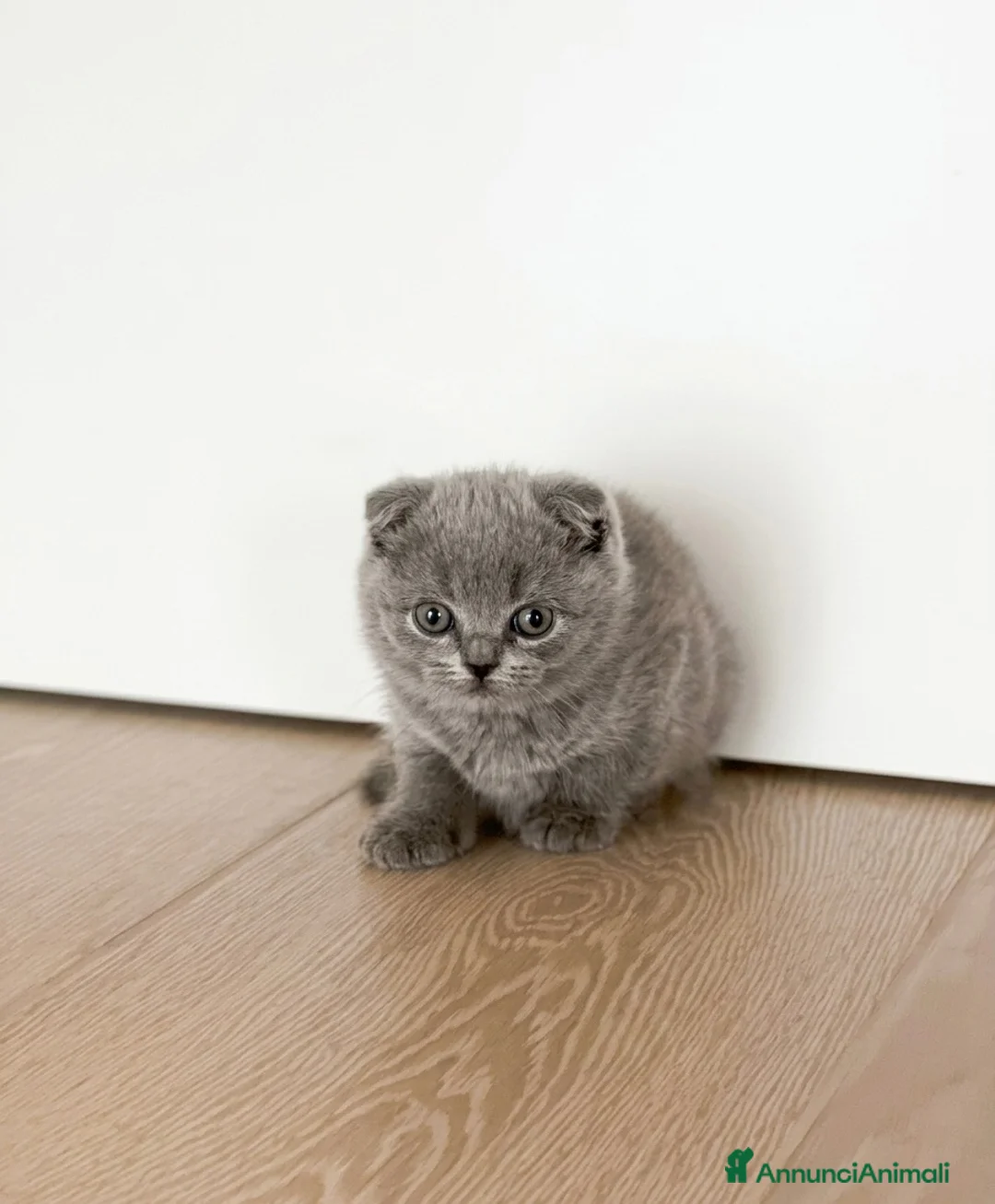 Scottish gatti in vendita: Cucciole di Scottish Fold e Straight a Provincia di Padova - Annuncio 2