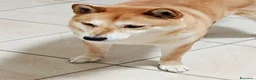 Shiba Inu cani in regalo: Kiko 6 anni cerca famiglia  a Provincia di Ferrara - Annuncio 9