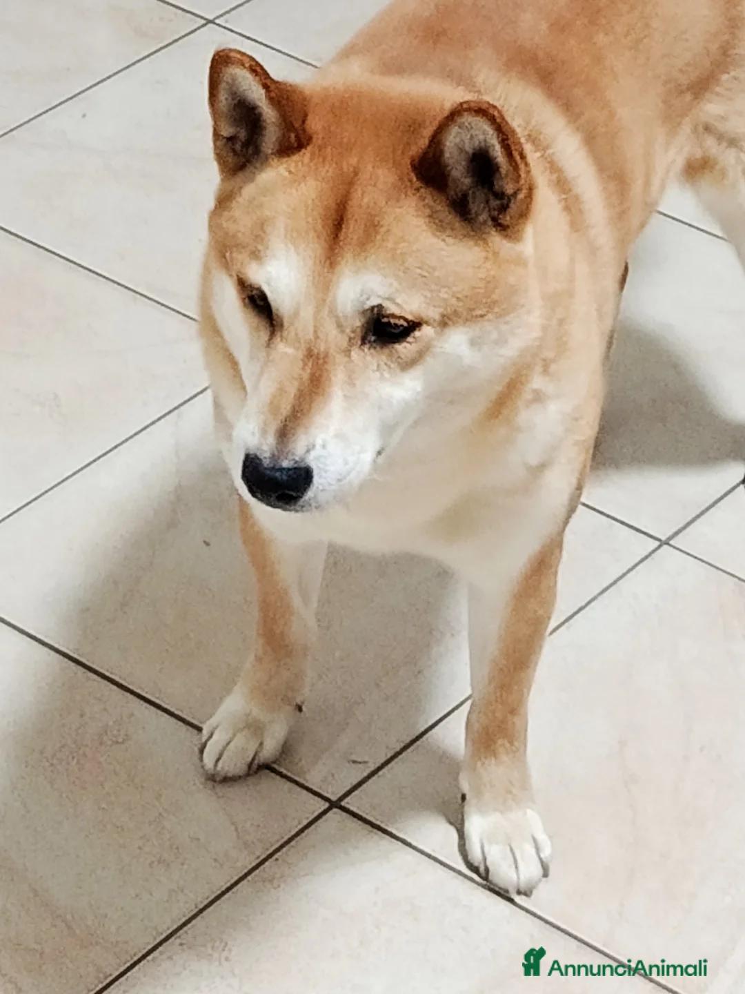 Shiba Inu cani in regalo: Kiko 6 anni cerca famiglia  a Provincia di Ferrara - Annuncio 9