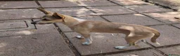 Meticcio cani in regalo: MIA cucciola non voluta.... carina e buona a Città metropolitana di Milano - Annuncio 3