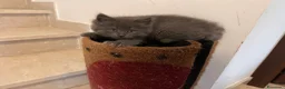 Siberiano gatti in vendita: Cuccioli di Siberiano ipoallergenico - Annuncio 3