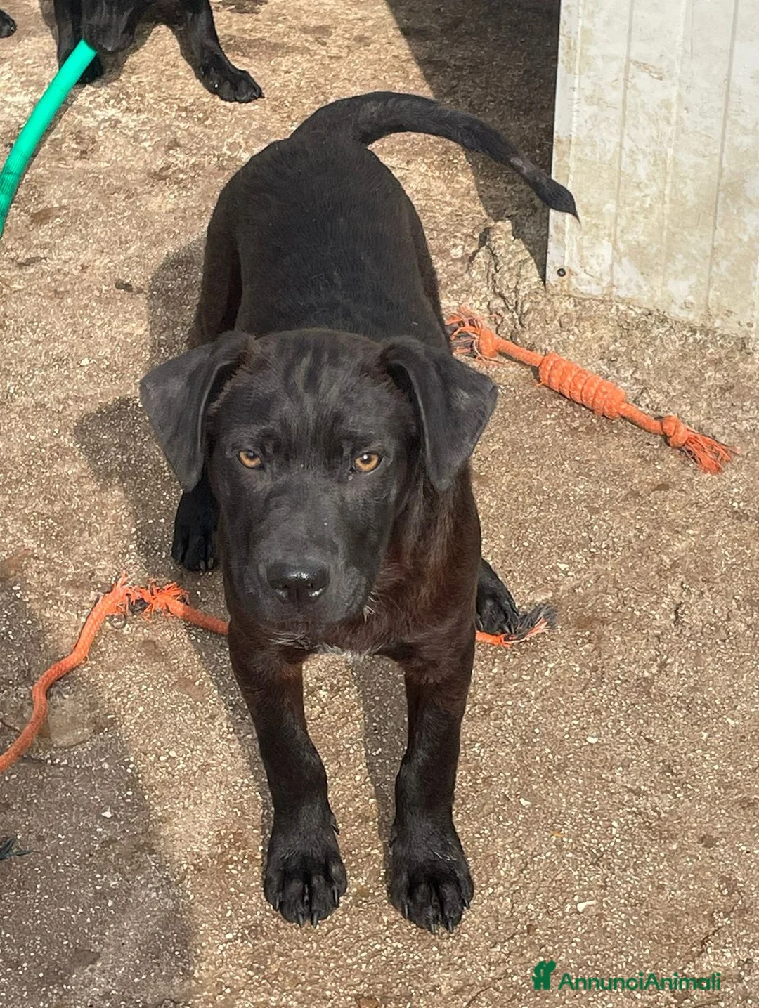 Meticcio cani in regalo: MI ADOTTI? a Provincia di Padova - Annuncio 1